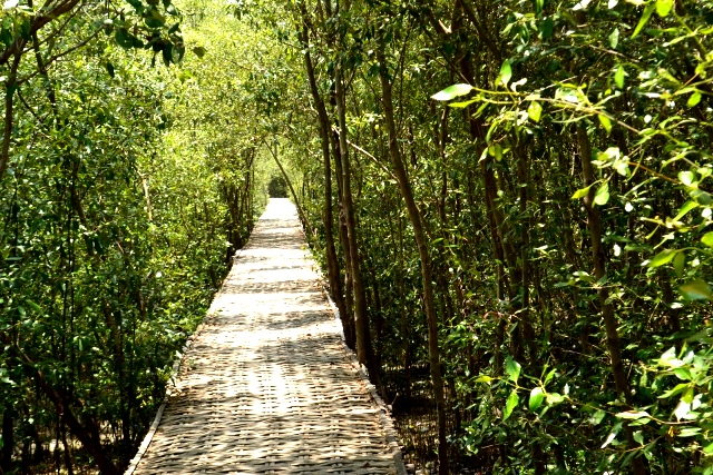 hutan mangrove wonorejo