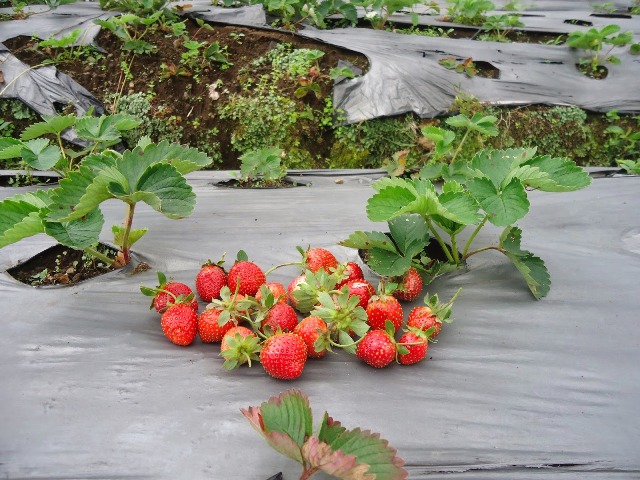kebun-strawberry