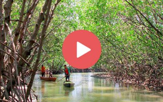 hutan mangrove tapak tugu semarang
