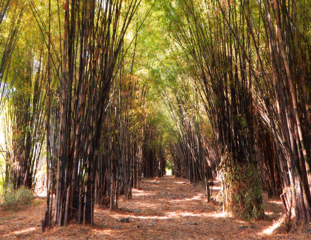 hutan-bambu