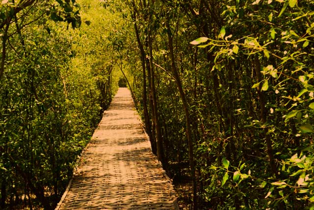 hutan mangrove wonorejo surabaya