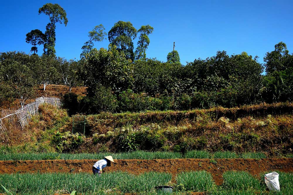 Tipikal lahan pertanian di Dusun Krajan, Gadingkulon. Foto oleh Rifqy Faiza Rahman