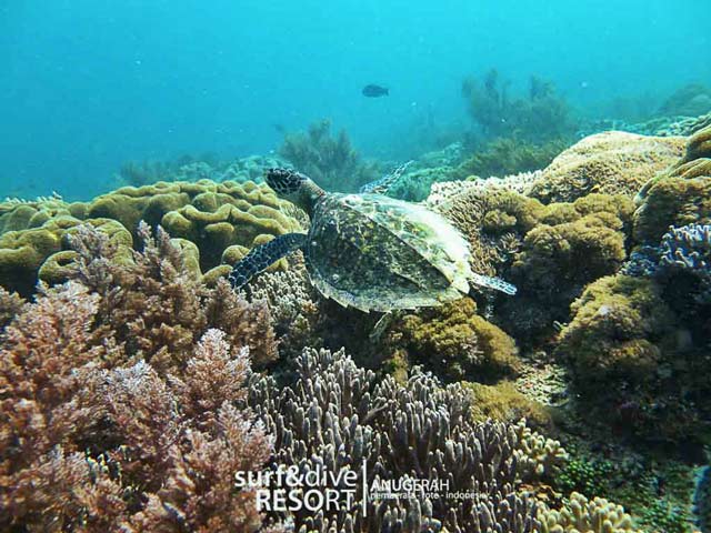 diving pulau rote