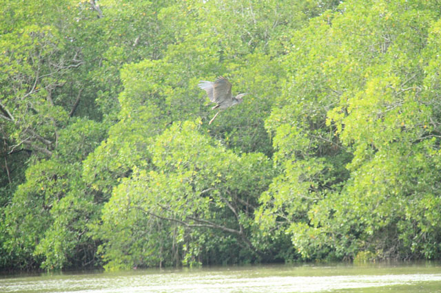 wisata mangrove