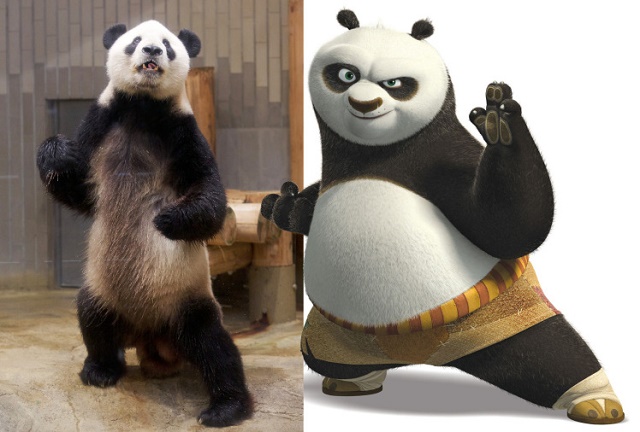 real life kung fu panda