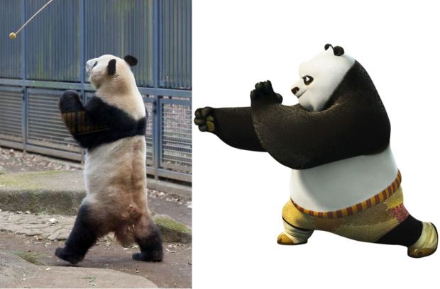 real life kung fu panda