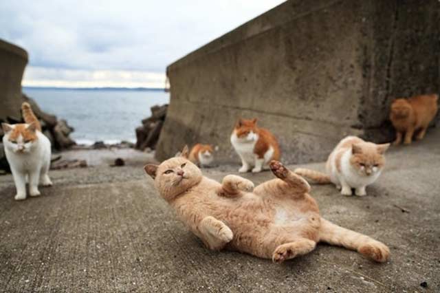 pulau-kucing-jepang