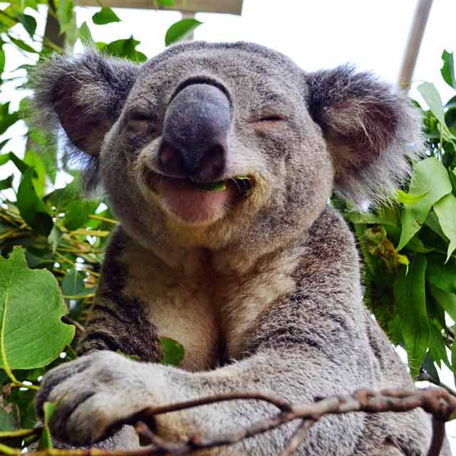koala-taman-safari-prigen