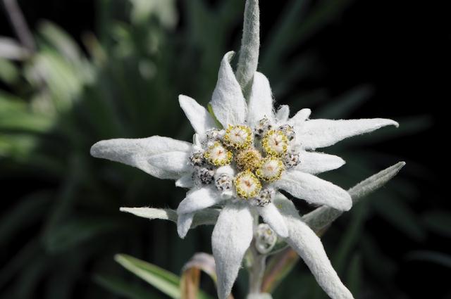 bunga edelweis
