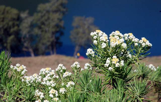 15 fakta bunga edelweis yang jarang diketahui oleh para