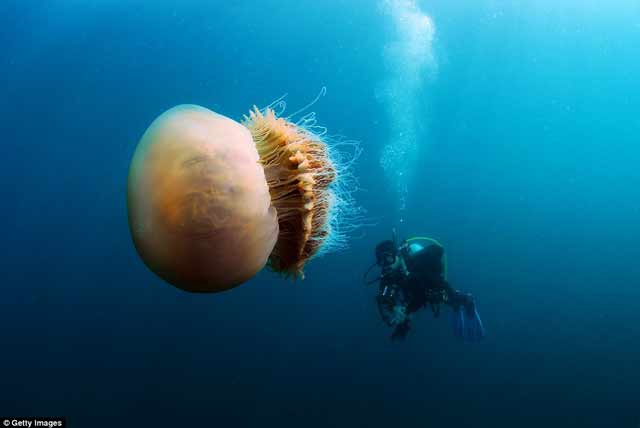 Foto bawah laut