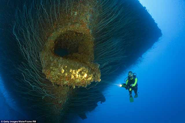Foto bawah laut 