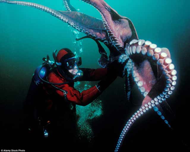 foto bawah laut 