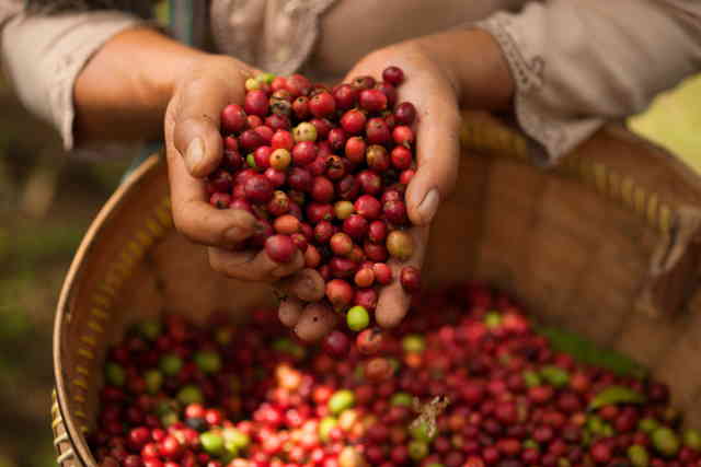 coffee plantation tour
