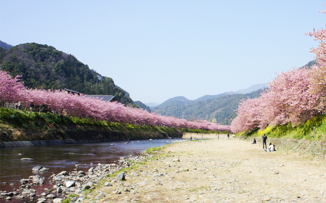 7 Spot Paling Populer Lihat Bunga Sakura Di Jepang