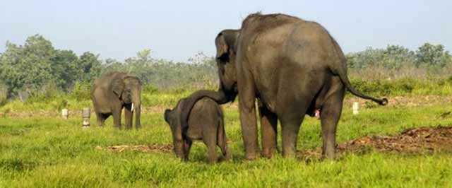taman safari gajah 
