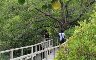 hutan mangrove wonorejo wisata surabaya