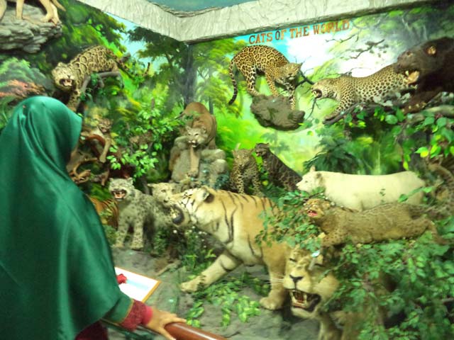 rahmat international wildlife gallery wisata medan