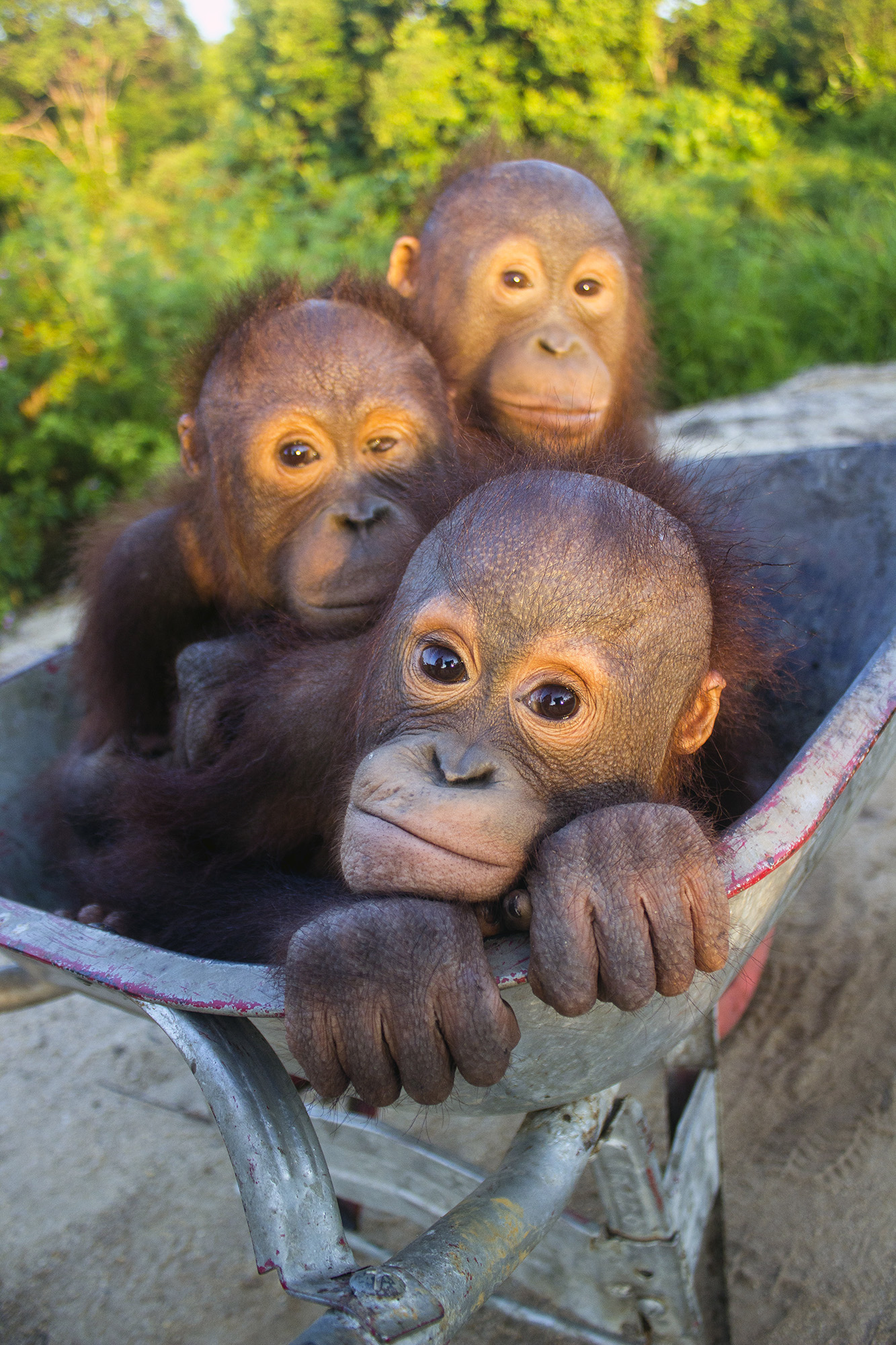 orangutan kalimantan 