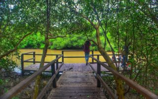 wisata mangrove demak