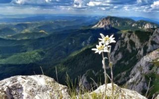 kenapa dilarang memetik bunga edelweis