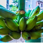 pisang-batu