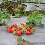 kebun-strawberry