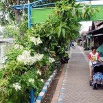 Kampung-Wisata-Jambangan-Surabaya