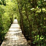 hutan mangrove wonorejo