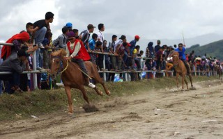 gayo