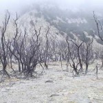 hutan mati papandayan garut