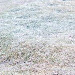 dieng culture festival 2015