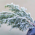 dataran tinggi dieng