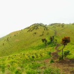 savana merbabu