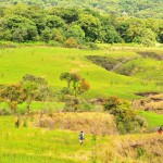 savana papandayan