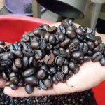 Biji-kopi-sehabis-di-goreng-di-mesin-(dingin-dan-bersih)