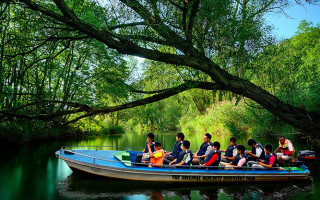 bintan mangrove