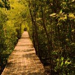 hutan_mangrove_wonorejo