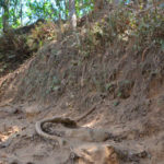 MesaStila Challenge & Ultra 2015