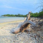 taman nasional baluran