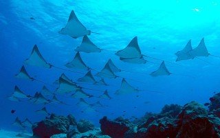 manta point taman nasional komodo