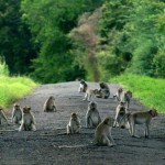 taman nasional baluran