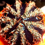 Taman Nasional Baluran