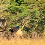 Wisata Banyuwangi jadi Primadona Baru Wisata di Jawa Timur