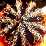 Taman Nasional Baluran