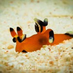 diving pulau rote