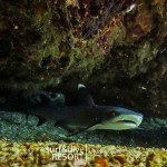 06-White-Tip-Reef-Shark