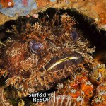 diving pulau rote