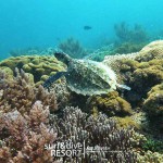 diving pulau rote