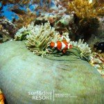 diving pulau rote